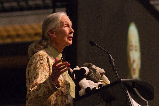 Jane Goodall Captures Our Hearts In a Powerful Video